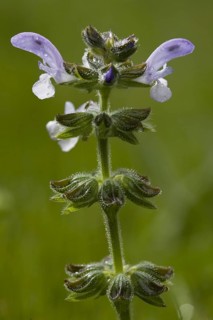 Wild sage