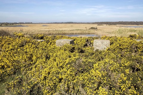 B and bittern skins. Spring flowering gorse World War II two concrete invasion blocksLooking west across the southern section of the Minsmere RSPB towards Iceland