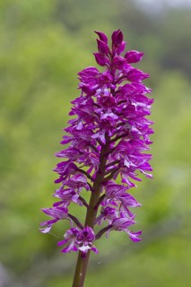 Hybrid orchid