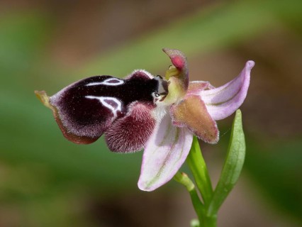 Rheinhold's bee orchid