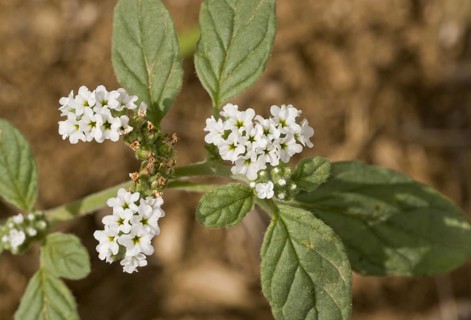 European Heliotrope