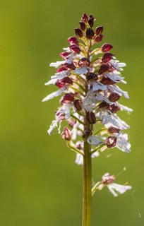 Lady Orchid