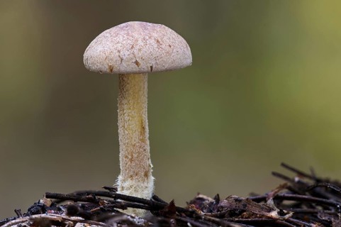 Wood Woolly-foot