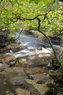 Confluence of the river with the forest