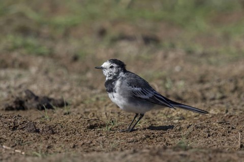 Pied Wagtail