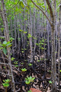 Grey mangrove