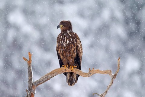 White-tailed Eagle