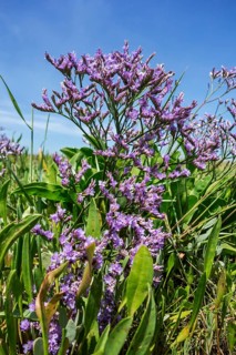 Common common sea lavender
