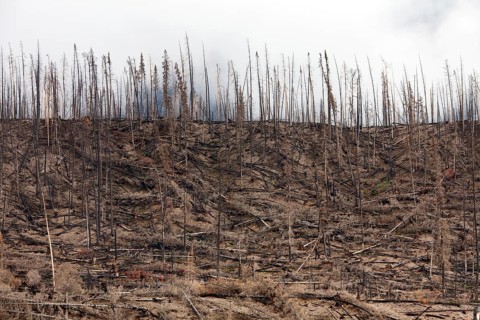 Charred logs burnt by forest fire