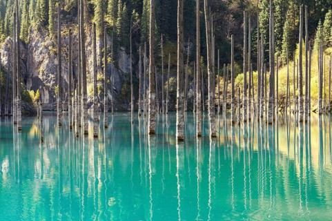 Dried trunks of