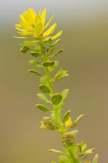 Uromyces pisi