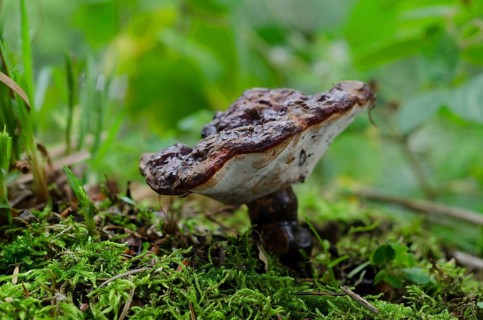 (Ganoderma) carnosum