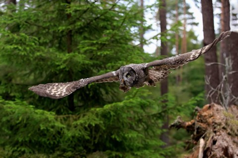 Great Grey Owl