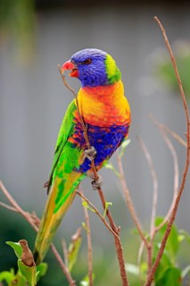 Coconut lorikeet