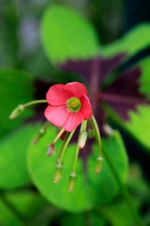 Four-leaf sorrel