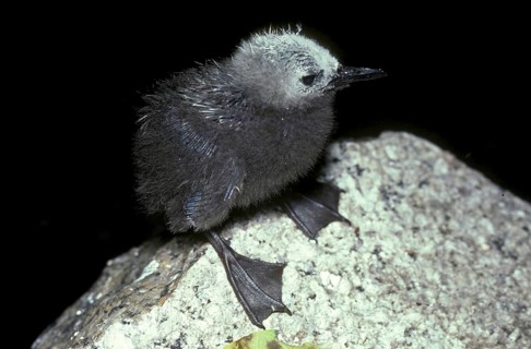 Lesser Noddy