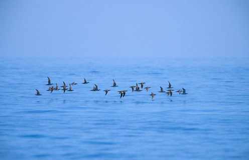Yelkouan shearwater