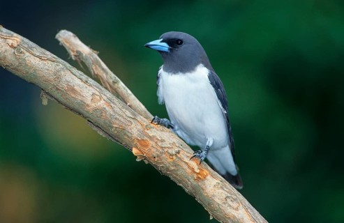 White-breasted woodswallow