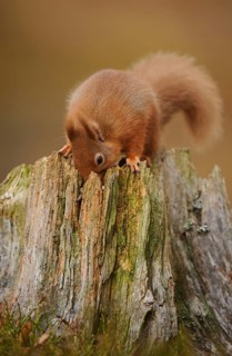 Eurasian red squirrel
