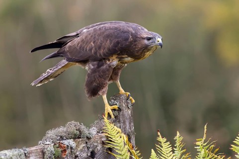 Steppe buzzard