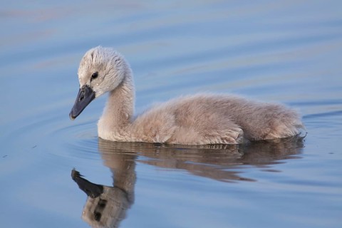 Mute Swan