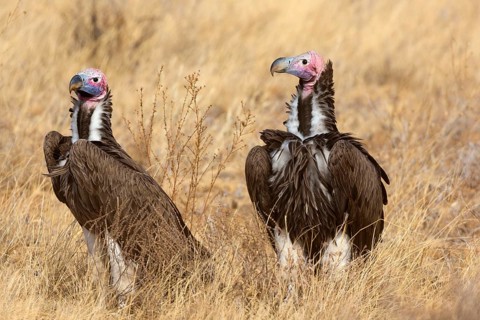 Nubian vulture