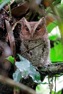 Rajah Scops-owl