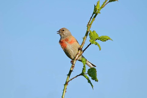 Acanthis cannabina