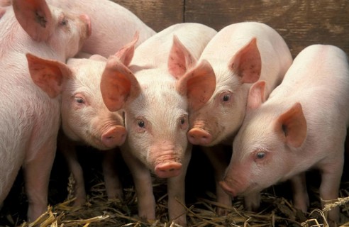 Domestic pig