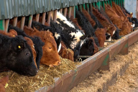 Cattle farming
