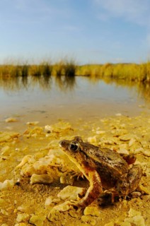 Painted frog