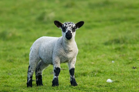 Domestic Sheep