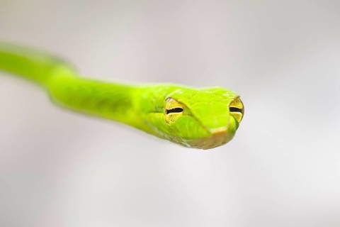 Green whip snake
