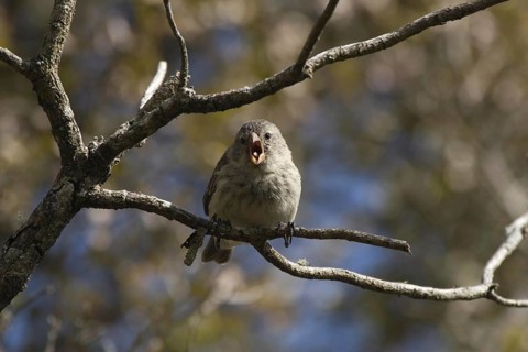 Small-billed Darwinfinch