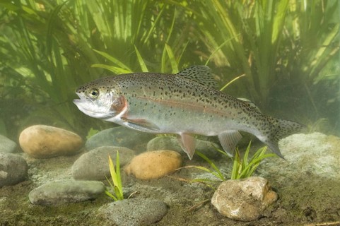 Rainbow Trout