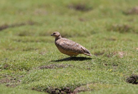 Rufous-bellied Seedsnipe