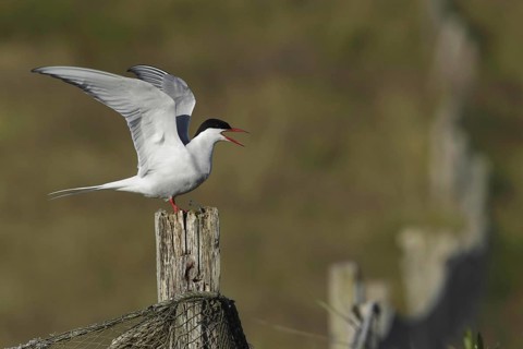 Arctic terns