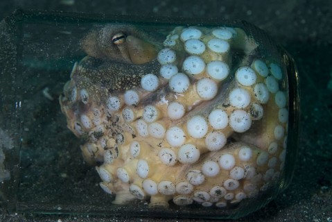 Coconut octopus