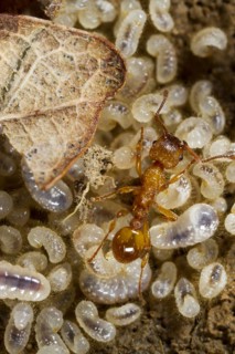 Common Elbowed Red Ant