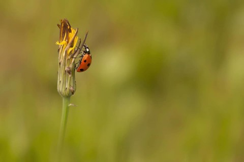 Seven-spot Ladybird