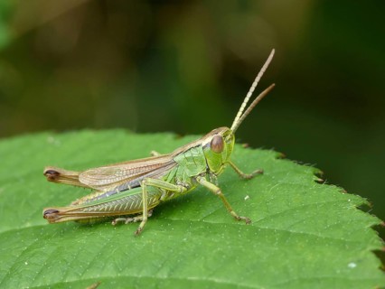 Common Green Grasshopper