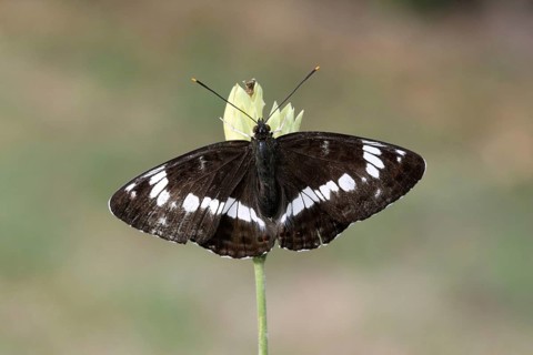White Admiral