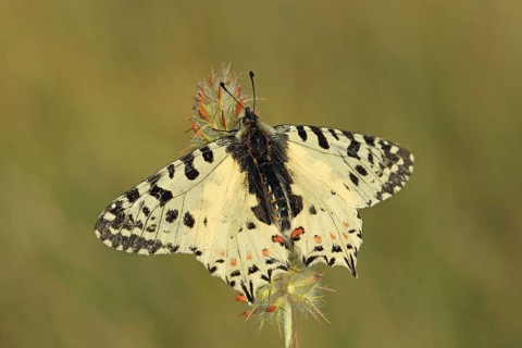 Balkan Festoon butterfly