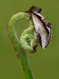 Lesser swallow prominent moth