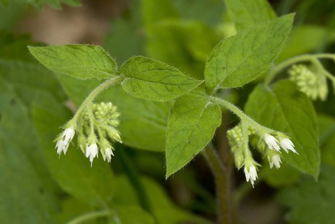 Turkish Comfrey