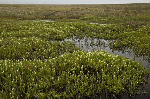 Three-leaved Solomon's seal