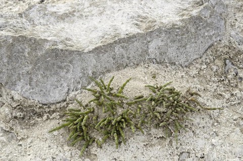 Perennial glasswort