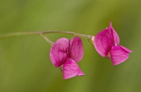 Grass Vetchling