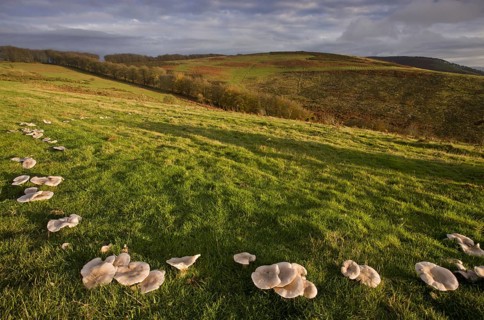 Blewit