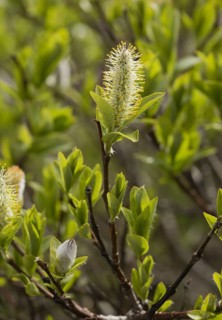 Flowering alpine willow